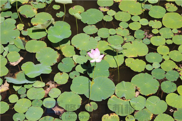 “荷風送香氣，竹露滴清響”洛陽隆中重工2019年度員工旅游活動--登封大熊山仙人谷一日游